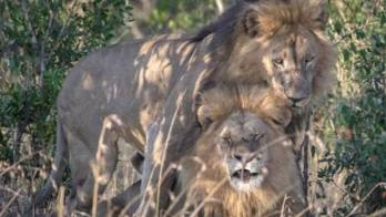 Gobierno de Kenia pide terapia para ‘leones gays'