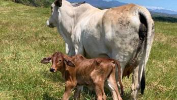 Mediante núcleos de 10 personas se les brinda cursos de inseminación a los productores.