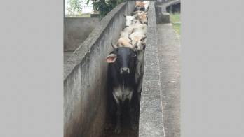 Piden más atención y más contratación para que haya vigilancia en los mataderos.