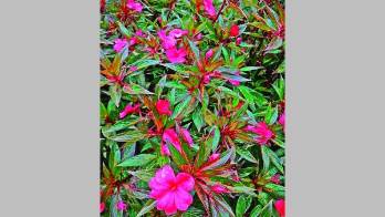 Las tierras altas chiricanas son famosas por su clima y exhuberantes jardines.