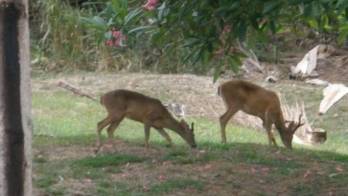 Vecinos comentaron que los uniformados han acabado con los venados silvestres