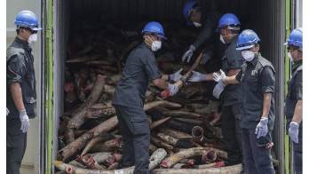 El contenedor contenía casi 10 toneladas de colmillos de elefante