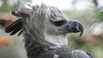 Ave fue sacada del Summit.