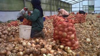 Producción de cebollas.