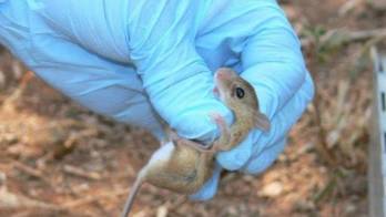 El Minsa recomienda a las personas que mantengan en su casa y su entorno todo limpio e igualmente los granos recolectados.