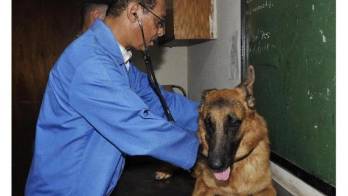 El paro incluye a todos los médicos veterinarios a nivel nacional.