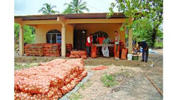 Los cebolleros mantienen toda la producción recogida en sacos afuera de su casas.