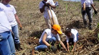 Se sembrarán especies nativas maderables, frutales y ornamentales.