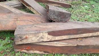 Tumban 21 árboles de cocobolo, pero solo aparecieron 15 tucas