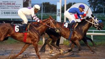 ‘Dynamo' será guiado por Ricardo Santana Jr., en el Clásico Internacional del Caribe.