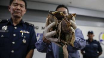 Se estima que 1,400 ejemplares fueron sacrificados.