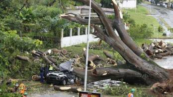 Alcaldía asegura que se está talando los árboles en el área.