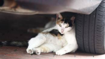 La falta de albergues es un problema.