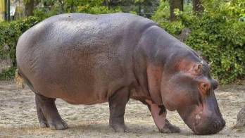 Muere uno de los hipopótamos de Pablo Escobar tras chocar contra un vehículo