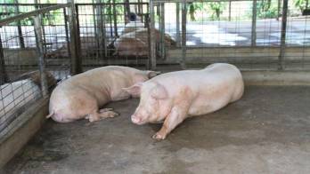 Según la Asociación de porcinocultores la producción nacional será suficiente para el mes de diciembre.