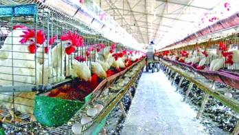 La enfermedad afecta la producción.