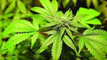 Colombia&nbsp;tiene el potencial para ser el primer exportador mundial de Cannabis