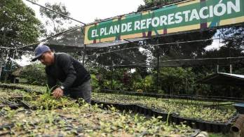 En el vivero hay cocobolos, robles, guayacanes y diversas variedad de árboles forestales.