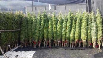 ¡Huele a Navidad! Llegan primeros contenedores con ‘arbolitos' canadienses