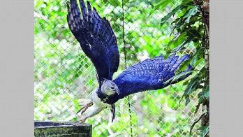 El Parque Municipal Summit es responsable del cuidado y preservación de múltiples especies en peligro.