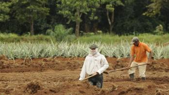 El MIDA evaluará los daños.