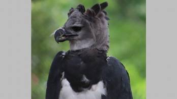 La Ley 18 de 10 de abril de 2002 declaró al águila Harpía ave nacional de Panamá.