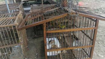 Se decomisaron 13 jaulas en la vivienda.