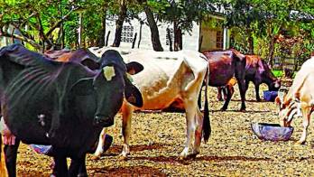 Necesitan sacar su producción al país.