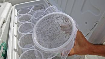 En el 2014, mosquito transgénico fue llevado hacia el distrito de Arraiján.