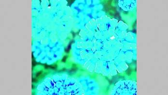 Imagen del virus de la hepatitis.