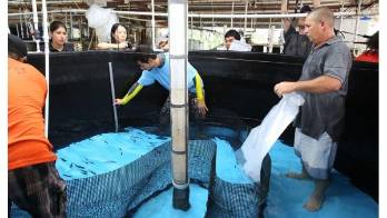 Los atunes mas chico lo crían en una jaula pequeña para después ser trasladados.