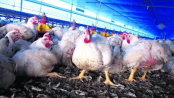 MIDA pide a los avicultores y a la comunidad fortalecer las medidas de bioseguridad