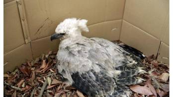 El pichón debe ser sometido a un perfil hepático y otro renal.