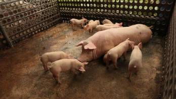 Los productores alertan sobre el riesgo que corre una actividad que genera miles de empleos.