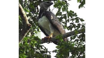 Captan águila harpía en la ciudad capital&nbsp;