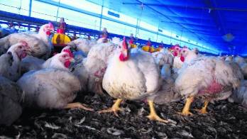 La gripe aviar es una enfermedad contagiosa