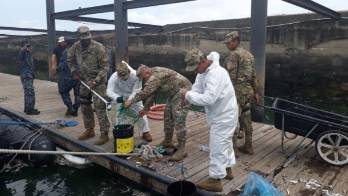 Cantidad de sardinas muertas.