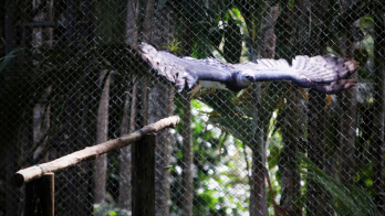 Un águila harpía vuela en un recinto para su protección el 16 de junio de 2022, en Ciudad de Panamá (Panamá).