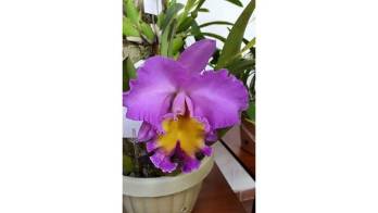 XXX Exposición de Orquídeas, Expo 2015