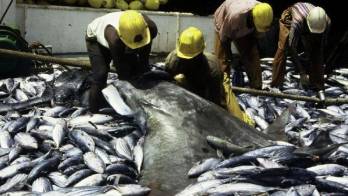 Pescadores piden representatividad de todos los sectores en nueva Ley de Pesca