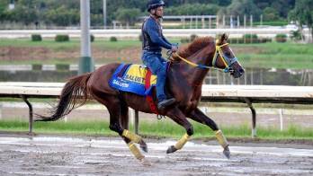 ‘Salustio' defiende la corona de esta misma competencia lograda el año pasado.