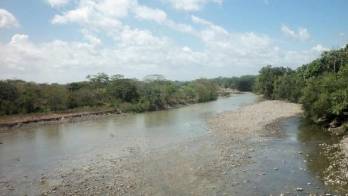 Estos bosques, además, juegan un papel fundamental en el ciclo de vida de algunos peces o crustáceos y protegen a la costa de la erosión de las olas y las tormentas.