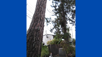 Moradores de Cerro Tigre, con los pelos de punta por unos pinos gigantes