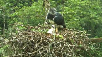 La pareja de aves es la tercera hallada fuera de Darién, según registros del Fondo Peregrino.