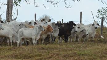 Los animales tienen historia de vida registrada.