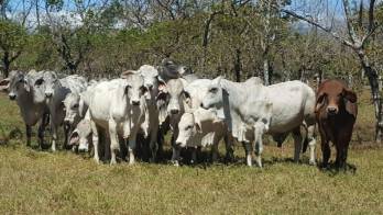 Plantean evaluar desempeño genético de novillas