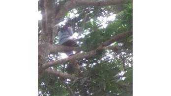 Estudiante es captada buscando señal de internet en un árbol para poder estudiar&nbsp;