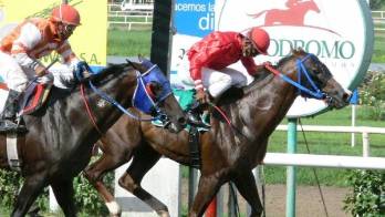 La programación hípica arranca desde las 3:00 de la tarde con ocho interesantes pruebas.