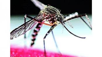 Los casos reportados se han dado en la comarca Guna Yala, Tocumen, San Francisco, Juan Díaz, Bella Vista, Las Cumbres y ahora en el distrito de Arraiján.