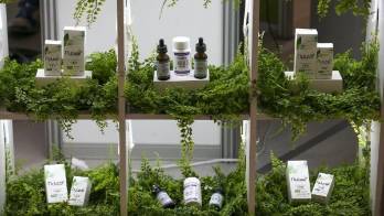 Cannabis para fines terapéuticos.